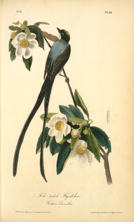 Fork-tailed Flycatcher, Gordonia Lasianthus