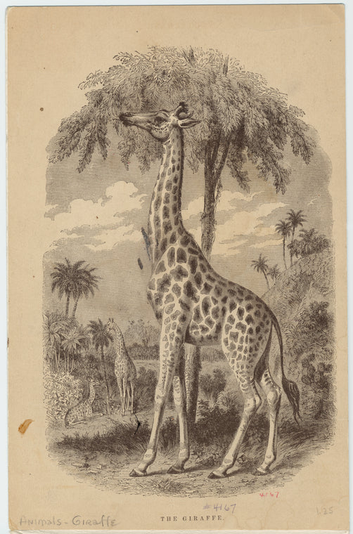 The giraffe