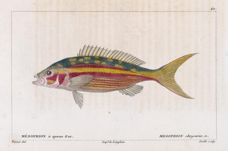 Mésoprion à queue d'or (Mesoprion chrysurus. n.)