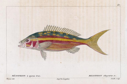 Mésoprion à queue d'or (Mesoprion chrysurus. n.)