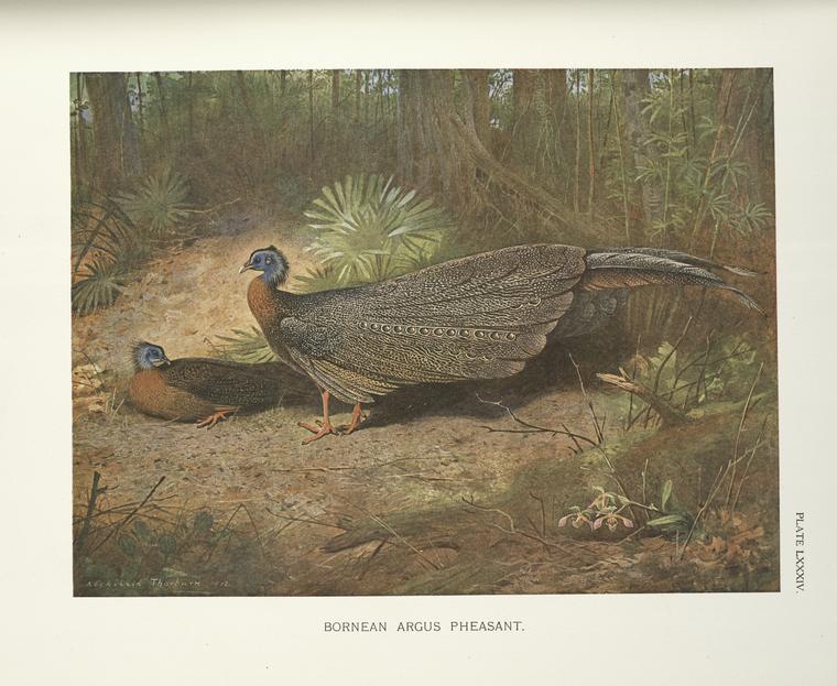 Bornean Argus Pheasant (Argusianus grayi).