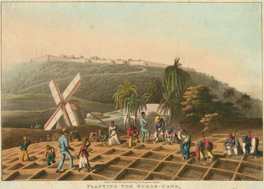 Planting the sugar-cane.