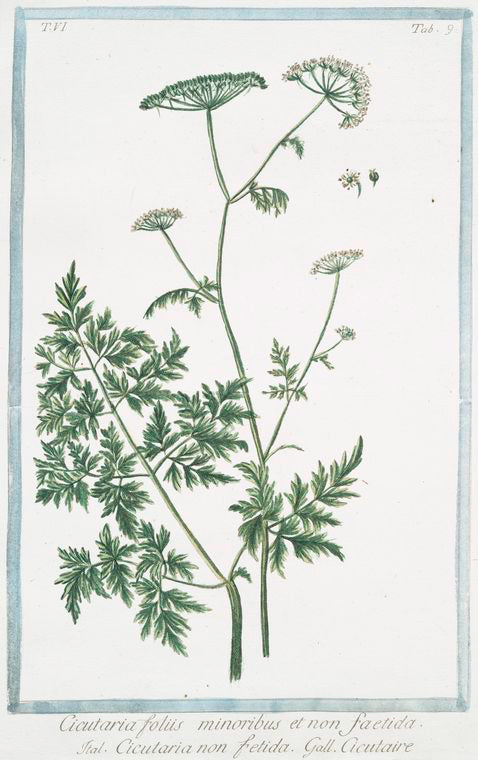 Cicutaria, foliis minoribus et non faetida = Cicutaria non fetida = Cicutaire. [Hemlock]