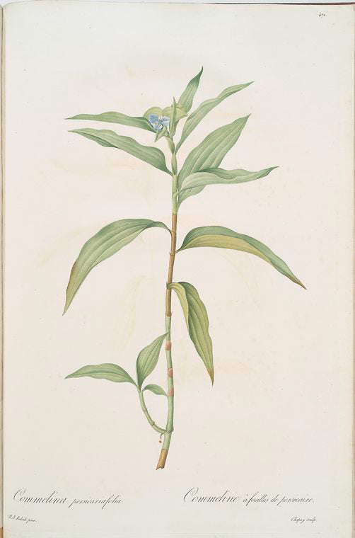Commelina persicariaefolia