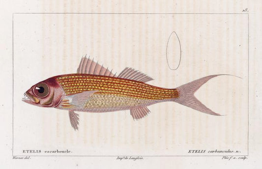 Etelis escarboucle (Etelis carbunculus. n.)