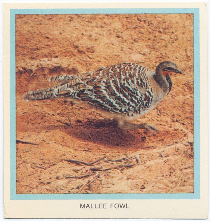 Mallee Fowl.