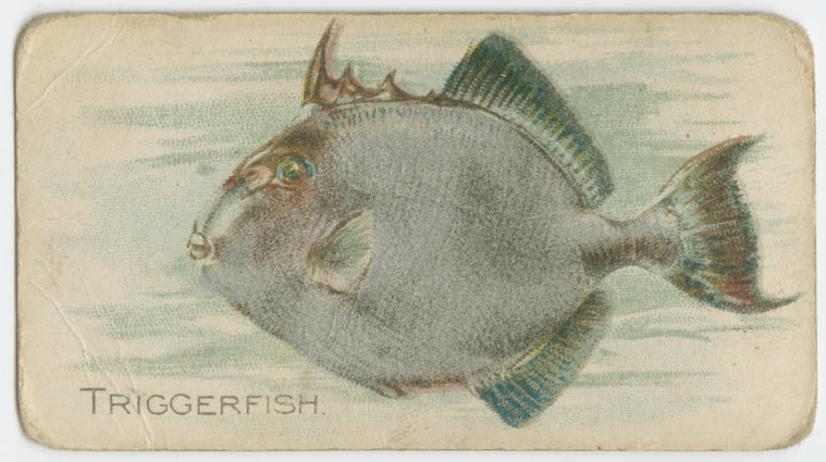 Triggerfish.