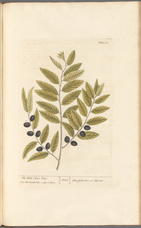 The wild olive tree
