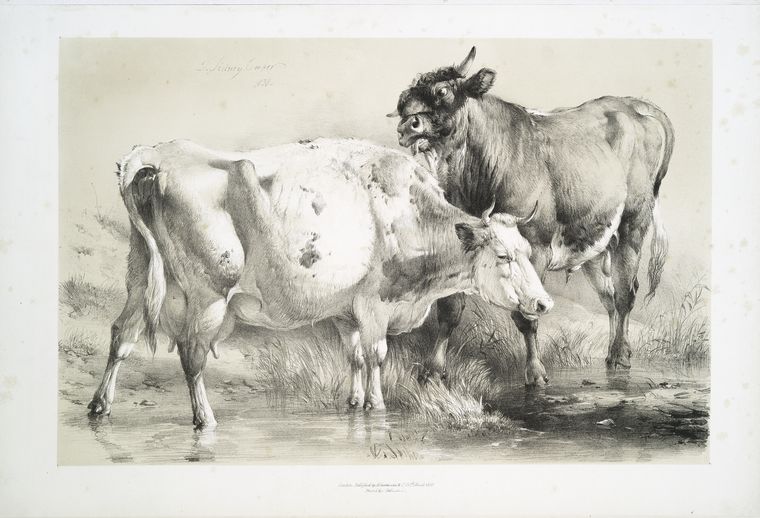 Bull licking a cow.