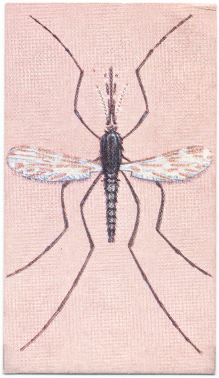 Malaria mosquito.