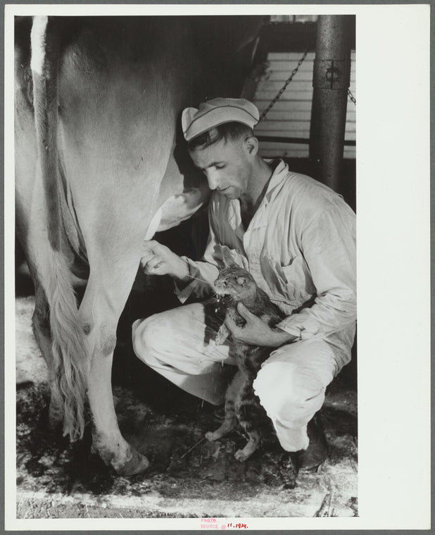 Milker gives pet cat some milk direct from cow, Brandtjen Dairy Farm, Dakota County, Minnesota