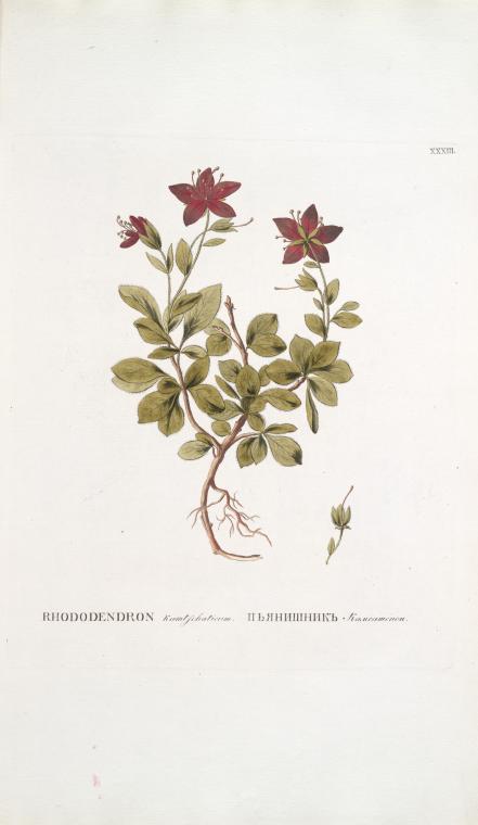Rhododendron kamtschaticum; P’ianishnik kamchatskoi