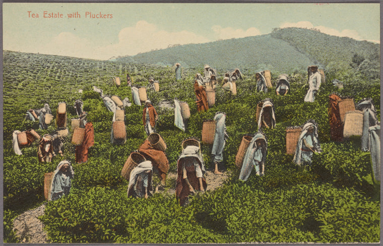 Tea estate with pluckers.