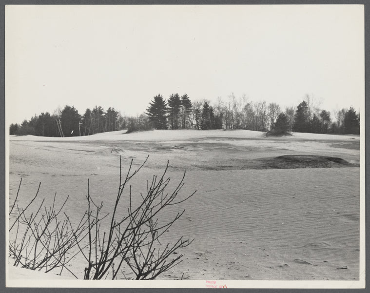 "Desert of Maine" at Freeport, Maine. Top branches of apple tree showing above sand. It is reported that three twigs blossom in the spring.