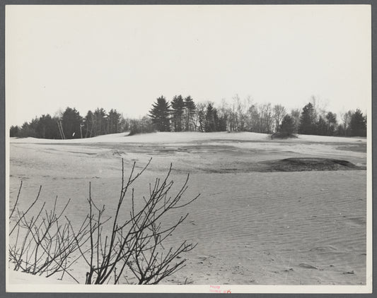 "Desert of Maine" at Freeport, Maine. Top branches of apple tree showing above sand. It is reported that three twigs blossom in the spring.
