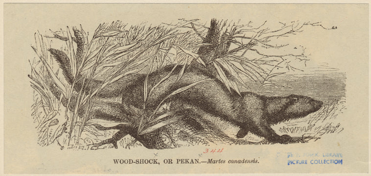 Wood-shock, or pekan