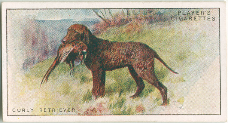 Curly Retriever
