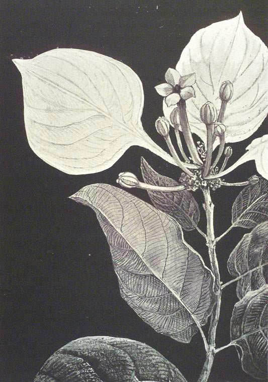 Mussænda isertiana