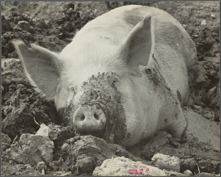 Mud bath, Prince Georges County, [Beltsville,] Maryland.