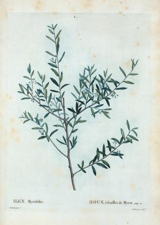 Ilex Myrtifolia = Houx  à feuilles de Myrte. [Myrtle dahoon, Myrtle holly]