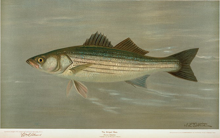 The Striped Bass, Roccus lineatus.
