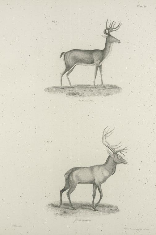 1. The American Deer (Corvus virginianus). 2. The American Stag (Elaphus canadensis).