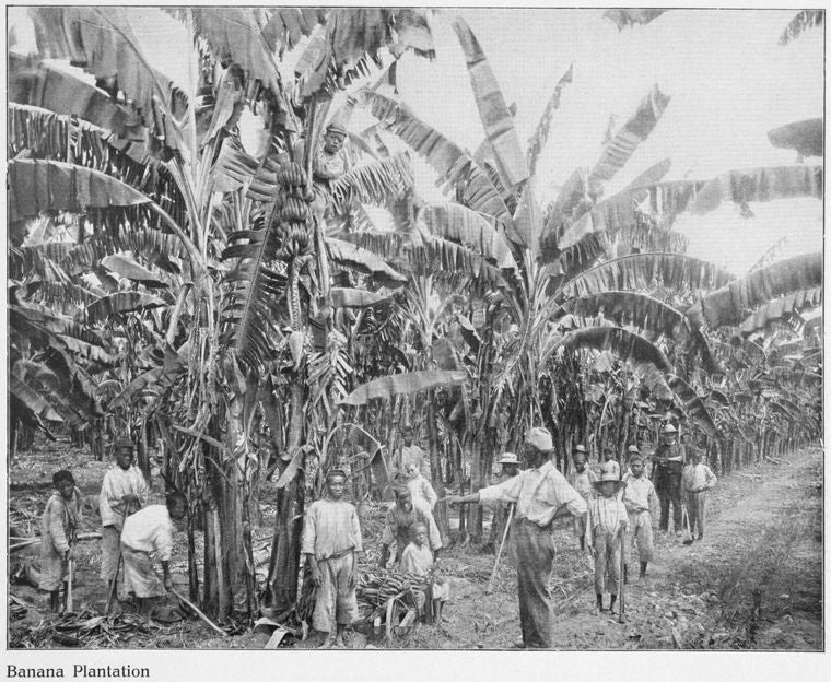 Banana plantation.