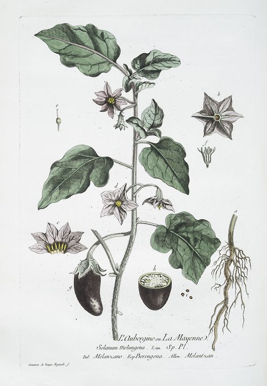 L'Aubergine, ou, la Mayenne.