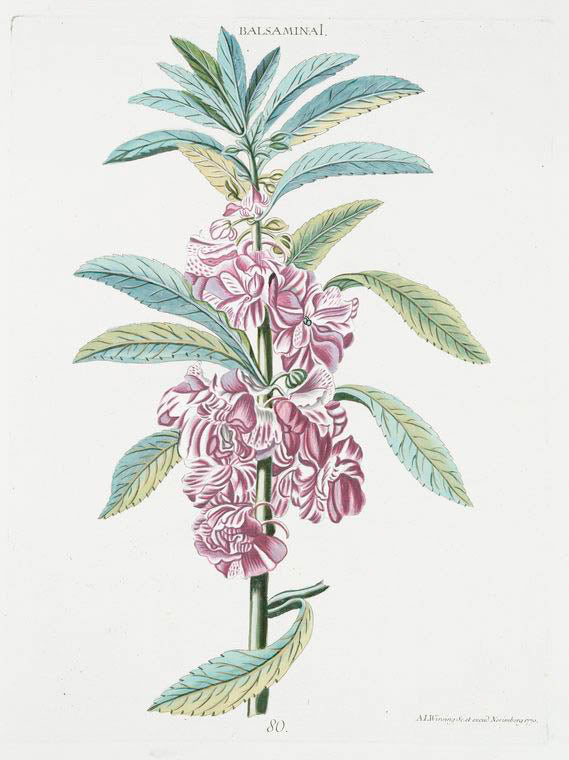 Balasamina I. [Impatiens]