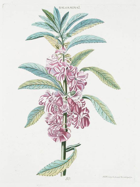 Balasamina I. [Impatiens]
