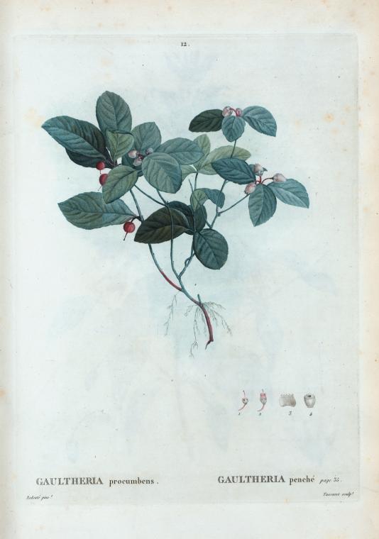 Gautheria procumbens + Gaultheria penché.
