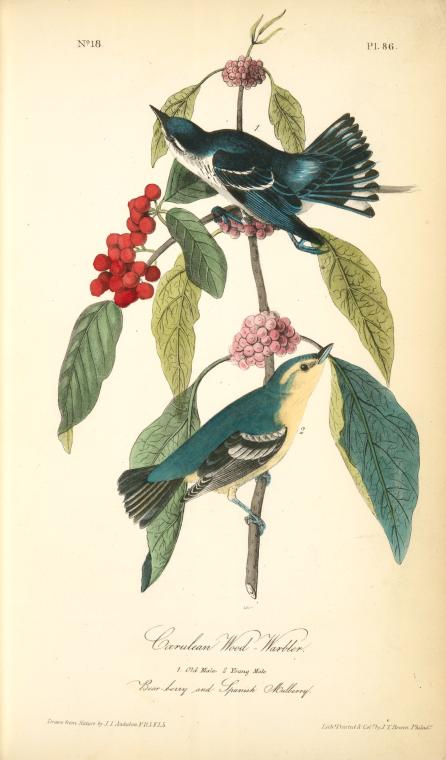 Cerulean Wood-Warbler, 1. Old Male 2. Young Male (Bear Berry and Spanish Mulberry.)