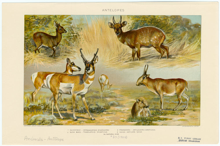 Antelopes