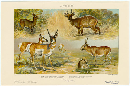 Antelopes