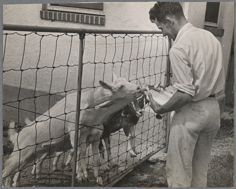 Saanen goats. Prince Georges County, Beltsville, Maryland.