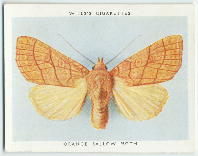 Orange sallow moth.
