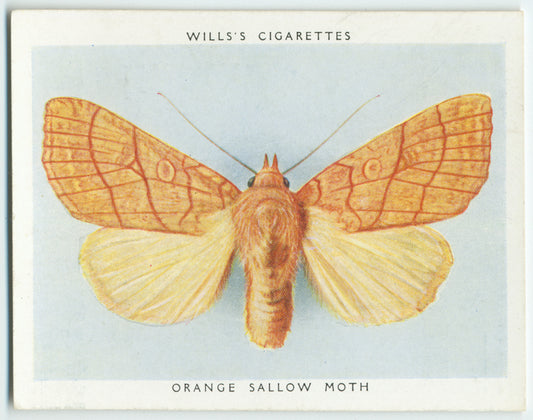 Orange sallow moth.