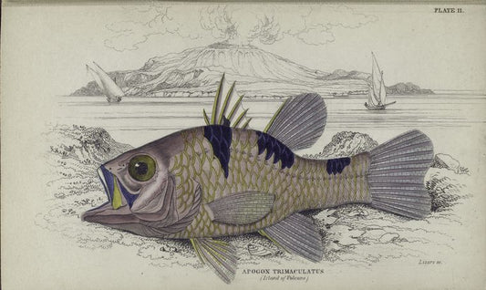 Apogon trimaculatus (Island of Vulcano).