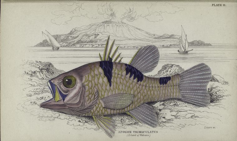 Apogon trimaculatus (Island of Vulcano).