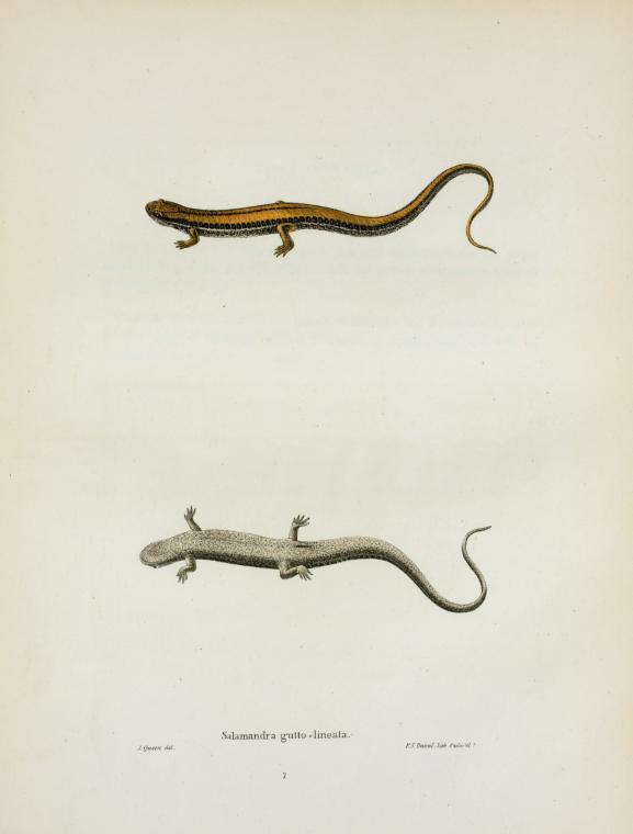 Salamandra gutto-lineata.