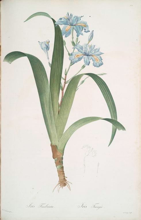 Iris fimbriata