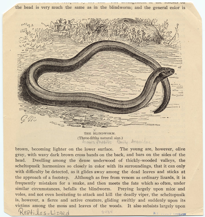 The blindworm (three-fifths natural size.)