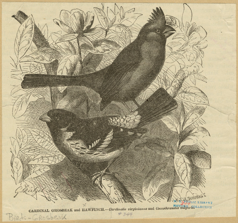 Cardinal grosbeak and hawfinch -- Cardinalis virginianus and Coccothraustes vulgaris