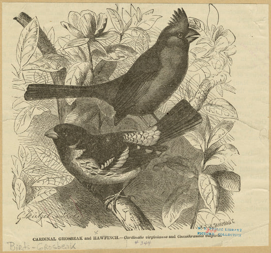 Cardinal grosbeak and hawfinch -- Cardinalis virginianus and Coccothraustes vulgaris
