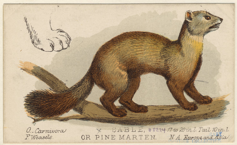 Sable or pine marten