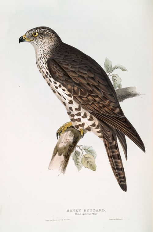 Honey Buzzard