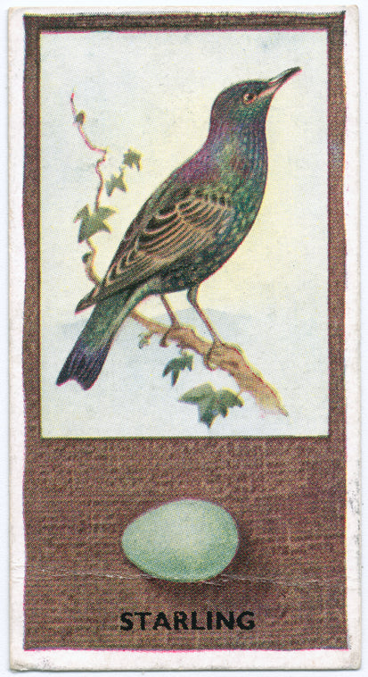 Starling.