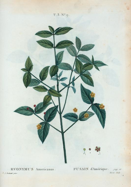 Evonymus Americanus = Fusain d'Amerique.