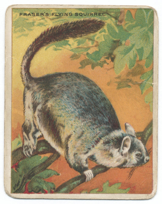 Fraser's flying squirrel.