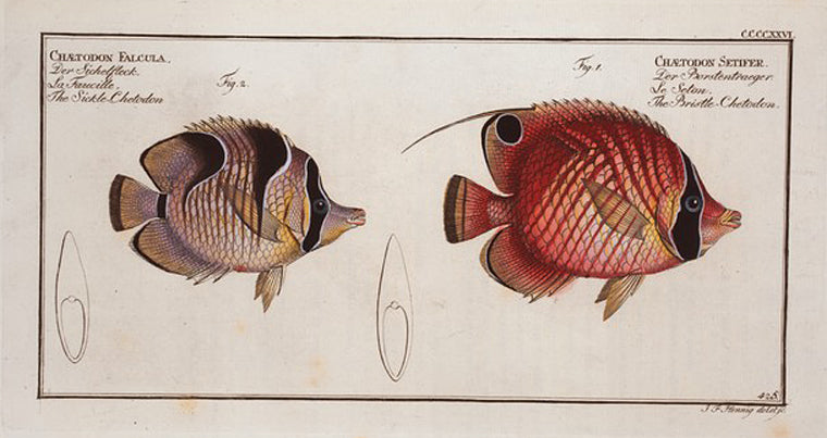 1. Chaetodon Setifer,  The Bristle-Chetodon; 2. Chaetodon Falcula, The Sickle-Chetodon.